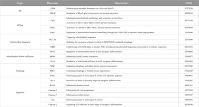 Mitochondrial stress response and myogenic differentiation